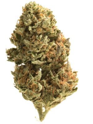 Mac and Cheese AAA, Mac and Cheese Flower, Mac and Cheese Cannabis, Mac and Cheese Strain, MAC and Cheese, AAA Cannabis Flower, Premium AAA Flower, Hybrid Cannabis, MAC Alien Cheese, Creamy Cannabis Flower, Cheesy Cannabis Strain, Earthy Cannabis Flower, Gassy Cannabis Flower, Spicy Cannabis Strain, Frosty Cannabis Buds, Puff Cannabis Dispensary, Discreet Shipping