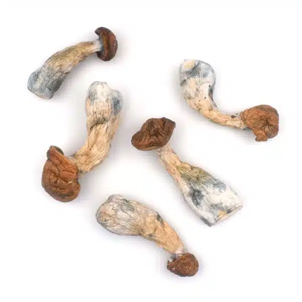 Gold Member gold member cannabis, discreet cannabis shipping, premium cannabis delivery, odorless cannabis packaging, adult cannabis use, long-lasting cannabis effects, cannabis components, Cannabis Exotic Dispensary