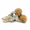 Penis Envy, Penis Envy Magic Mushrooms, Penis Envy Psilocybin Mushrooms, Penis Envy Mushrooms, Penis Envy Psilocybe cubensis, Premium Psilocybin Magic Mushrooms, Penis Envy Effects, Penis Envy Benefits, Psilocybin Mushrooms, Magic Mushrooms, Psilocybe cubensis, Psilocybin Mushroom Information, Puff Cannabis Dispensary, Discreet Fulfillment. Penis Envy, Penis Envy Magic Mushrooms, Penis Envy Psilocybin Mushrooms, Penis Envy Mushrooms, Penis Envy Psilocybe cubensis, Premium Psilocybin Magic Mushrooms, Penis Envy Effects, Penis Envy Benefits, Psilocybin Mushrooms, Magic Mushrooms, Psilocybe cubensis, Psilocybin Mushroom Information, Puff Cannabis Dispensary, Discreet Fulfillment.