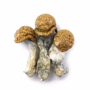 Penis Envy, Penis Envy Magic Mushrooms, Penis Envy Psilocybin Mushrooms, Penis Envy Mushrooms, Penis Envy Psilocybe cubensis, Premium Psilocybin Magic Mushrooms, Penis Envy Effects, Penis Envy Benefits, Psilocybin Mushrooms, Magic Mushrooms, Psilocybe cubensis, Psilocybin Mushroom Information, Puff Cannabis Dispensary, Discreet Fulfillment. Penis Envy, Penis Envy Magic Mushrooms, Penis Envy Psilocybin Mushrooms, Penis Envy Mushrooms, Penis Envy Psilocybe cubensis, Premium Psilocybin Magic Mushrooms, Penis Envy Effects, Penis Envy Benefits, Psilocybin Mushrooms, Magic Mushrooms, Psilocybe cubensis, Psilocybin Mushroom Information, Puff Cannabis Dispensary, Discreet Fulfillment.