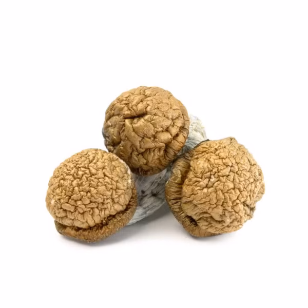Penis Envy, Penis Envy Magic Mushrooms, Penis Envy Psilocybin Mushrooms, Penis Envy Mushrooms, Penis Envy Psilocybe cubensis, Premium Psilocybin Magic Mushrooms, Penis Envy Effects, Penis Envy Benefits, Psilocybin Mushrooms, Magic Mushrooms, Psilocybe cubensis, Psilocybin Mushroom Information, Puff Cannabis Dispensary, Discreet Fulfillment. Penis Envy, Penis Envy Magic Mushrooms, Penis Envy Psilocybin Mushrooms, Penis Envy Mushrooms, Penis Envy Psilocybe cubensis, Premium Psilocybin Magic Mushrooms, Penis Envy Effects, Penis Envy Benefits, Psilocybin Mushrooms, Magic Mushrooms, Psilocybe cubensis, Psilocybin Mushroom Information, Puff Cannabis Dispensary, Discreet Fulfillment.