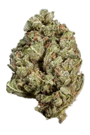 Sour OG Flower, Sour OG Cannabis, Sour OG Strain, Sour OG Kush, Premium Cannabis Flower, Hybrid Cannabis, Sour Diesel OG Kush, Diesel Cannabis Flower, Lemon Cannabis Strain, Citrus Cannabis Flower, Earthy Cannabis Flower, Pine Cannabis Strain, Pungent Cannabis Flower, Frosty Cannabis Buds, Puff Cannabis Dispensary, Discreet Shipping Sour OG Flower, Sour OG Cannabis, Sour OG Strain, Sour OG Kush, Premium Cannabis Flower, Hybrid Cannabis, Sour Diesel OG Kush, Diesel Cannabis Flower, Lemon Cannabis Strain, Citrus Cannabis Flower, Earthy Cannabis Flower, Pine Cannabis Strain, Pungent Cannabis Flower, Frosty Cannabis Buds, Puff Cannabis Dispensary, Discreet Shipping