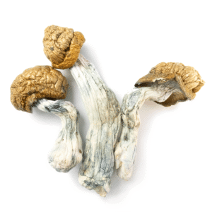 Tidal Wave, Tidal Wave Magic Mushroom, Tidal Wave mushroom, Tidal Wave mushrooms, Tidal Wave Psilocybe cubensis, Psilocybe cubensis, psilocybin mushrooms, magic mushrooms, psychedelic mushrooms, psilocybin, psilocin, mushroom information, mushroom characteristics, mushroom potency, psychedelic mushroom information, Tidal Wave strain, Tidal Wave variety, Tidal Wave mushroom information, Psilocybe cubensis information