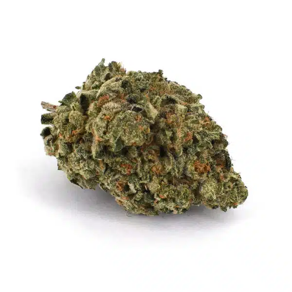 Blue Orca AAAA, Blue Orca Flower, Blue Orca Cannabis, Blue Orca Strain, BO Cannabis, AAAA Cannabis Flower, Premium AAAA Flower, Blue Orca Hybrid, Afghani Thai Stick, Citrus Cannabis Flower, Pine Cannabis Strain, Earthy Cannabis Flower, Spicy Cannabis Flower, Frosty Cannabis Buds, Puff Cannabis Dispensary, Discreet Shipping Blue Orca AAAA, Blue Orca Flower, Blue Orca Cannabis, Blue Orca Strain, BO Cannabis, AAAA Cannabis Flower, Premium AAAA Flower, Blue Orca Hybrid, Afghani Thai Stick, Citrus Cannabis Flower, Pine Cannabis Strain, Earthy Cannabis Flower, Spicy Cannabis Flower, Frosty Cannabis Buds, Puff Cannabis Dispensary, Discreet Shipping