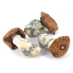 Penis Envy mushrooms, Psilocybe cubensis, psilocybin mushrooms, psilocybin and psilocin, Penis Envy mushroom characteristics