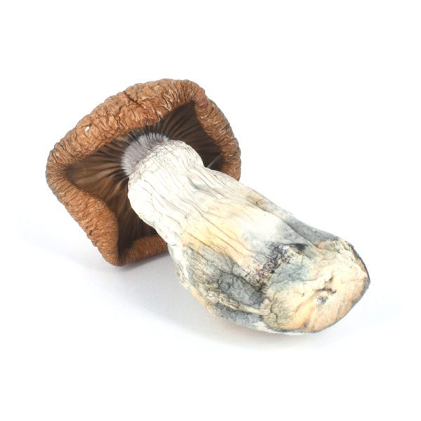 King Kong cannabis strain, premium cannabis flower, discreet cannabis shipping, potent cannabis effects, adult cannabis use, Cannabis Exotic Dispensary King Kong cannabis strain, premium cannabis flower, discreet cannabis shipping, potent cannabis effects, adult cannabis use, Cannabis Exotic Dispensary
