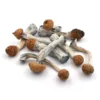 penis-envy-2- Penis Envy | Premium Psilocybin Magic Mushrooms