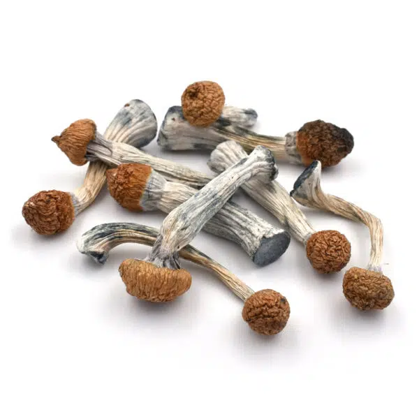 penis-envy-2- Penis Envy | Premium Psilocybin Magic Mushrooms