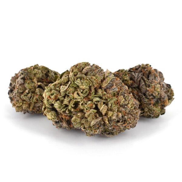 Purple Urkle AAAA, Purple Urkle Flower, Purple Urkle Cannabis, Purple Urkle OG, AAAA Cannabis Flower, Premium Cannabis Flower, Indica Dominant Cannabis, Granddaddy Purple, Mendocino Purps, Grape Cannabis Flower, Berry Cannabis Strain, Purple Cannabis Buds, Frosty Cannabis Flower, Puff Cannabis Dispensary, Discreet Shipping Purple Urkle AAAA, Purple Urkle Flower, Purple Urkle Cannabis, Purple Urkle OG, AAAA Cannabis Flower, Premium Cannabis Flower, Indica Dominant Cannabis, Granddaddy Purple, Mendocino Purps, Grape Cannabis Flower, Berry Cannabis Strain, Purple Cannabis Buds, Frosty Cannabis Flower, Puff Cannabis Dispensary, Discreet Shipping