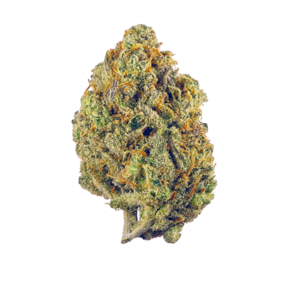 Scotty 2 Hotty AAA, Scotty 2 Hotty Flower, Scotty 2 Hotty Cannabis, Scotty 2 Hotty Strain, AAA Cannabis Flower, Premium AAA Flower, Indica Dominant Hybrid, Biscotti Rainbow Chip, Cookies Family Cannabis, Diesel Cannabis Flower, Vanilla Cannabis Strain, Gassy Cannabis Flower, Frosty Cannabis Buds, Puff Cannabis Dispensary, Discreet Shipping Scotty 2 Hotty AAA, Scotty 2 Hotty Flower, Scotty 2 Hotty Cannabis, Scotty 2 Hotty Strain, AAA Cannabis Flower, Premium AAA Flower, Indica Dominant Hybrid, Biscotti Rainbow Chip, Cookies Family Cannabis, Diesel Cannabis Flower, Vanilla Cannabis Strain, Gassy Cannabis Flower, Frosty Cannabis Buds, Puff Cannabis Dispensary, Discreet Shipping