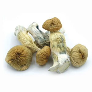 African Transkei, African Transkei Mushrooms, African Transkei Dried Mushrooms, Magic Mushrooms, Dried Magic Mushrooms, Psilocybe cubensis, Puff Cannabis Dispensary