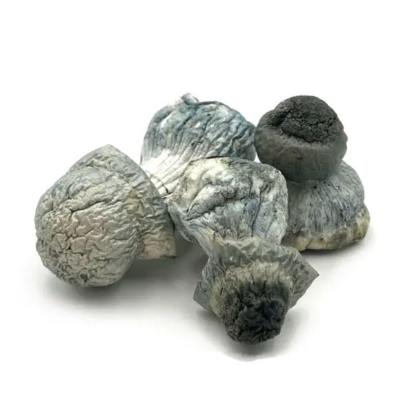 Albino Penis Envy Dried Magic Mushrooms Albino Penis Envy Dried Magic Mushrooms