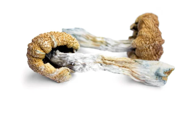 Shop Aztec Dried Magic Mushrooms at Puff Cannabis Dispensary. Explore the product format, effects, duration, product details, and discreet shipping.