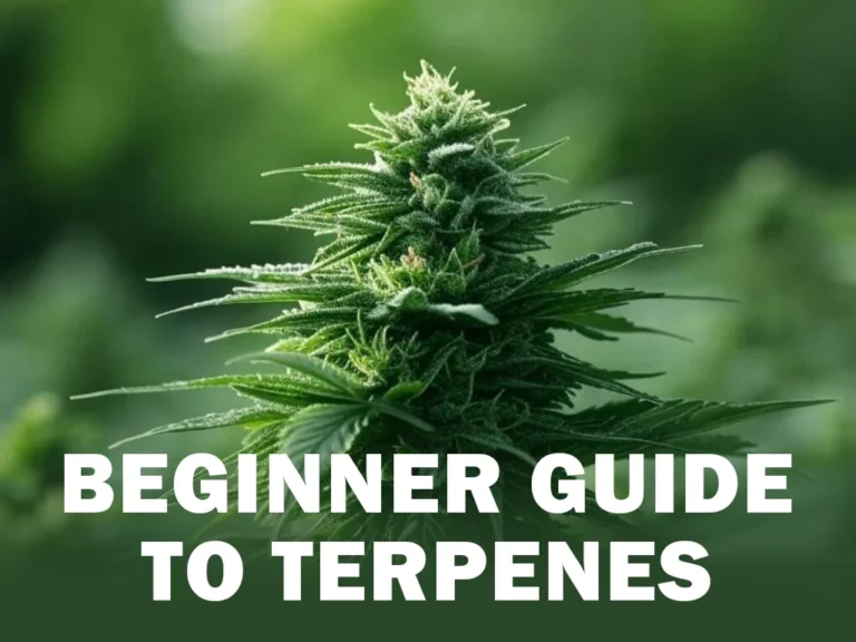 cannabis terpenes, terpenes, terpene profiles, myrcene, limonene, caryophyllene, pinene, linalool, cannabis education, cannabis flower, cannabis concentrates, live resin, live rosin, cannabis guide