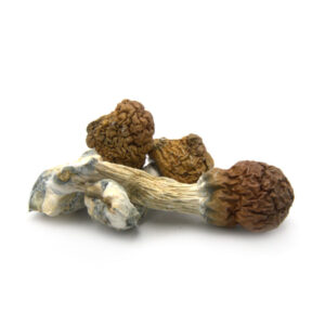 Cambodian Dried Magic Mushrooms, Cambodian Mushrooms, Cambodian Magic Mushrooms, Dried Mushrooms, Psilocybe cubensis, Mushroom Products, Puff Cannabis Dispensary