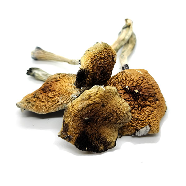 Costa Rican Dried Magic Mushrooms, Costa Rican Mushrooms, Costa Rican Magic Mushrooms, Dried Mushrooms, Psilocybe cubensis, Mushroom Products, Puff Cannabis Dispensary