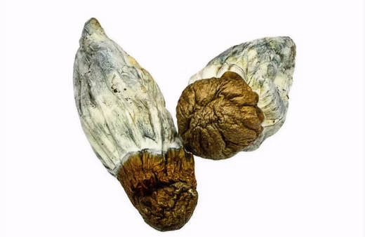 Makilla Gorilla, Makilla Gorilla Mushrooms, Magic Mushrooms, Psilocybe cubensis, Mushroom Products, Mushroom Education, Puff Cannabis Dispensary