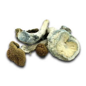 Mazatapec Dried Mushrooms, Mazatapec Mushrooms, Dried Mushrooms, Mazatapec, Mushroom Products, Puff Cannabis Dispensary