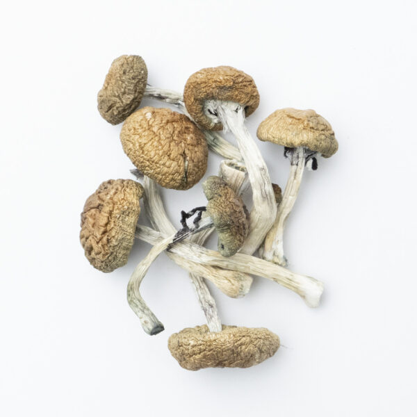 Gold Members Magic Mushrooms, Gold Members Mushrooms, Gold Members Psilocybin, Psilocybin Mushrooms, Magic Mushrooms, Psychedelic Mushrooms, Psilocybin Information, Psilocin, Mushroom Identification, Psilocybin Mushroom Research Gold Members Magic Mushrooms, Gold Members Mushrooms, Gold Members Psilocybin, Psilocybin Mushrooms, Magic Mushrooms, Psychedelic Mushrooms, Psilocybin Information, Psilocin, Mushroom Identification, Psilocybin Mushroom Research