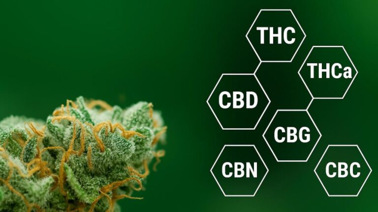 THC and CBD, CBG explained, CBN explained, THCA explained, minor cannabinoids, cannabis cannabinoids, cannabinoid guide, THC vs CBD