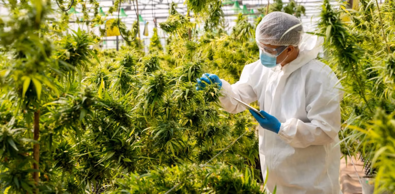benefits of cannabis, cannabis benefits, cannabis education, medical cannabis, THC, CBD, cannabinoids, cannabis research, cannabis health, cannabis guide