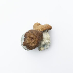 King Kong Magic Mushrooms, King Kong Mushrooms, King Kong Psilocybin, King Kong Shrooms, Psilocybin Mushrooms, Magic Mushrooms, Psychedelic Mushrooms, Psilocybin Information, Psilocin, Mushroom Identification