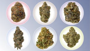 best cannabis flower strains for relaxation and stress relief