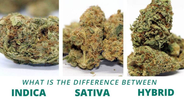 Indica vs Sativa vs Hybrid: What's the Difference?